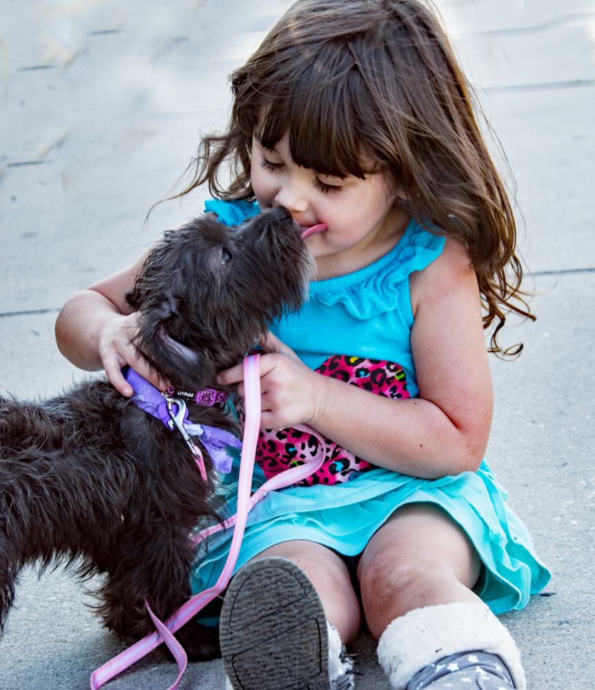 do dogs kiss to show affection