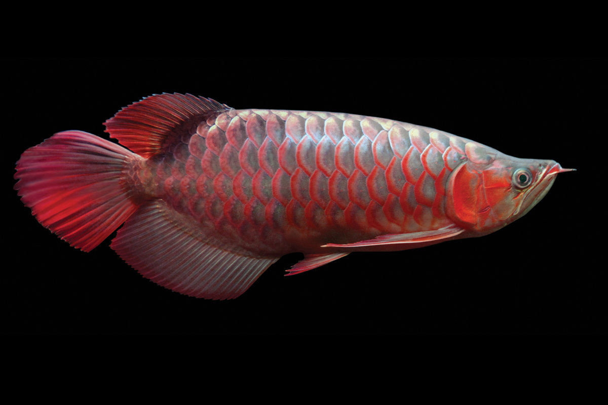 Арована рыба аквариумная. Violet Fusion super Red Arowana. Азиатская Арована Red Tail Gold. Селекционная Арована. Red Arowana 2.