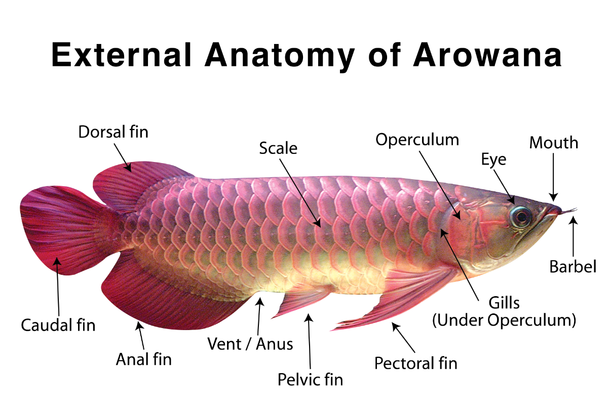 best food for arowana colour