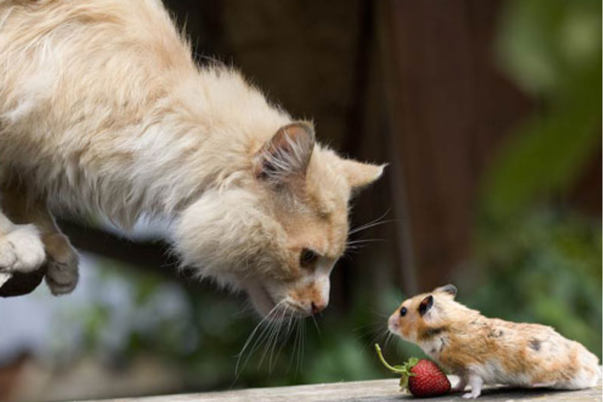 Cats And Hamsters Co-Exist Harmony? | Pets Magazine