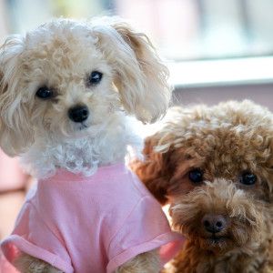 toy poodle matted hair