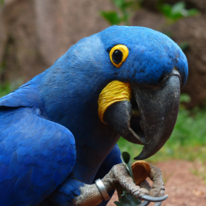 Grooming Tips For Perky Parrots | Pets Magazine