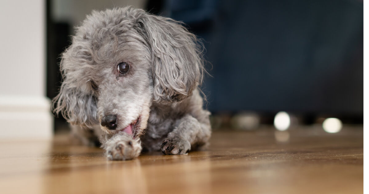 why does a poodle lick the air constantly