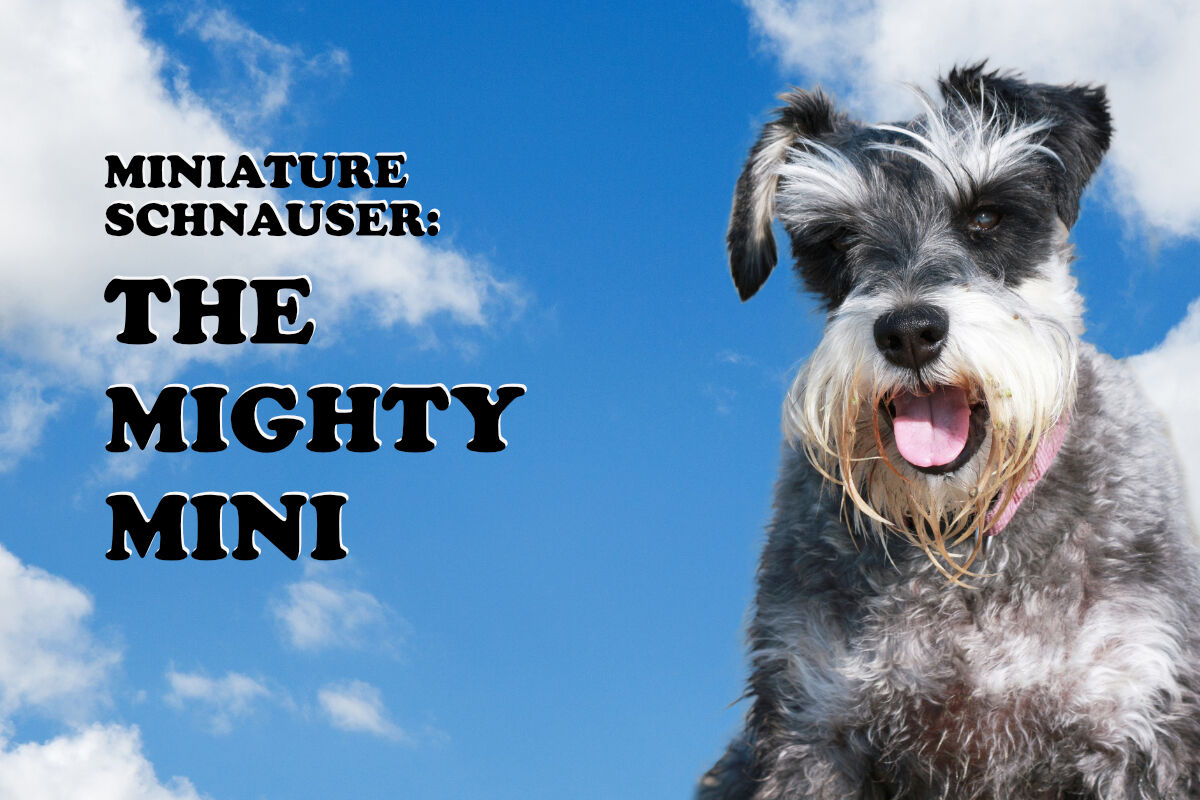 what size collar for miniature schnauzer