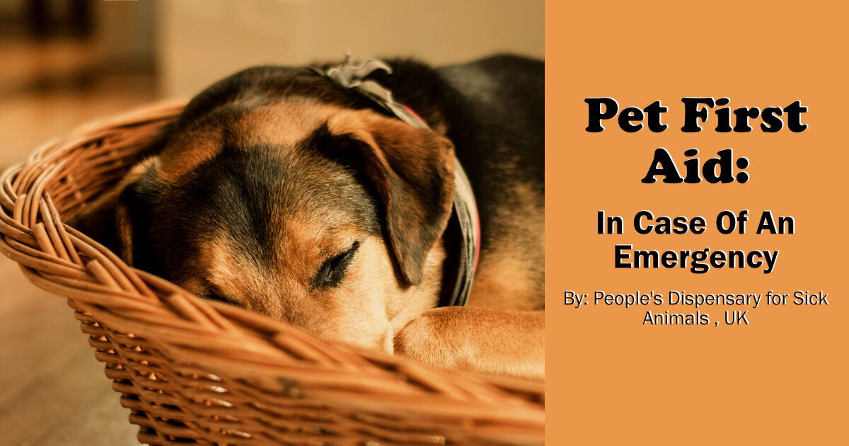 Pet First Aid: In Case Of An Emergency | Pets Magazine