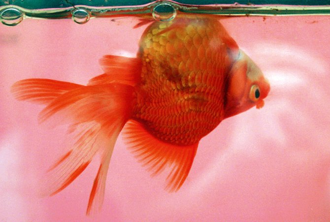 goldfish swimming on side