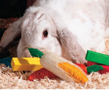 timali pet rabbit toys