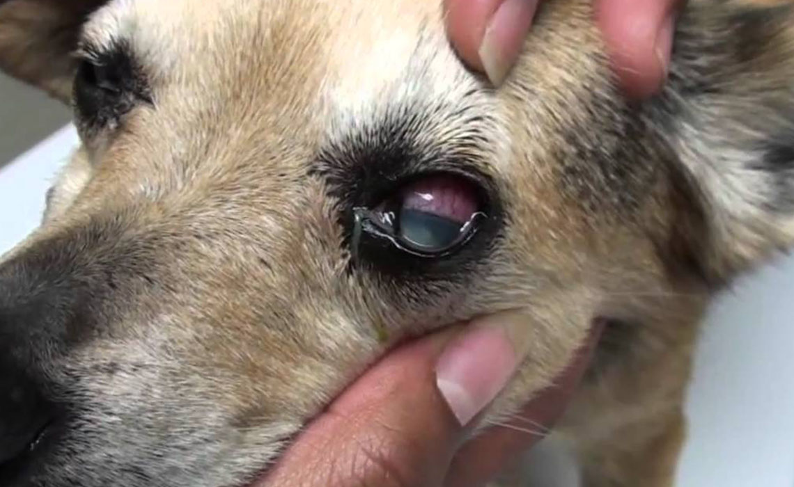 how can i treat my dogs eye discharge