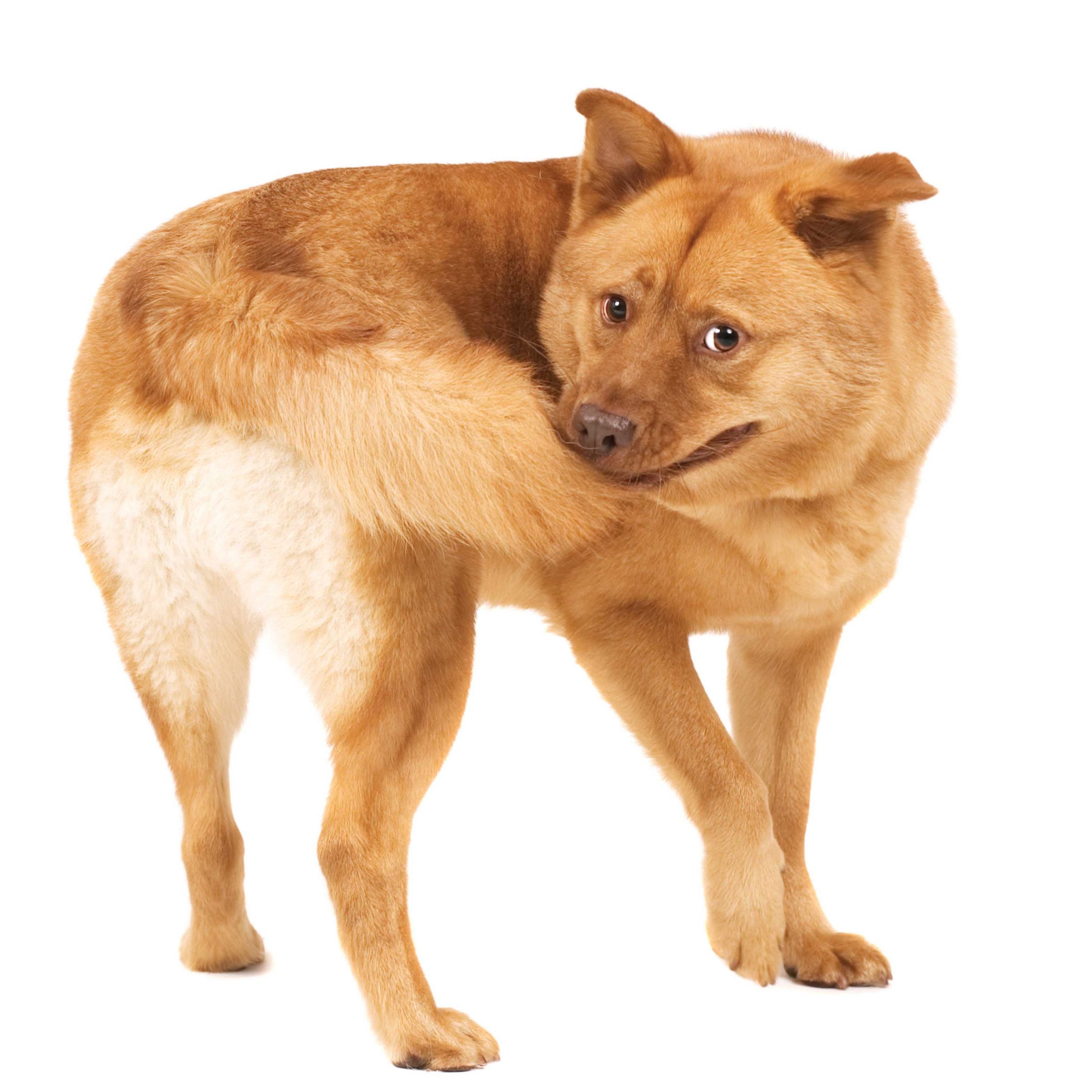 Stranger (Furry) Things | Pets Magazine Stranger (Furry) Things | Pets Magazine