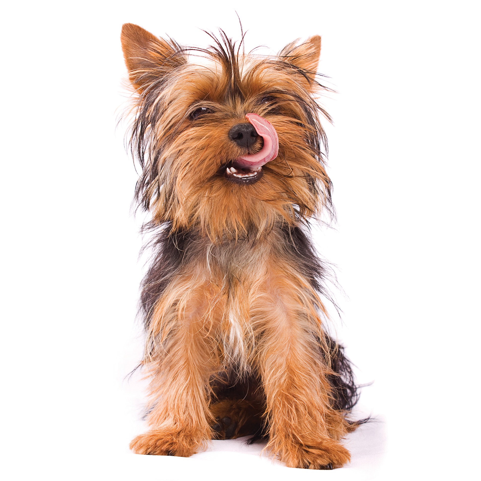 how much should a silky terrier eat