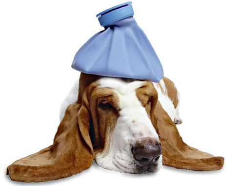 basset hound is ill with respiratory signs