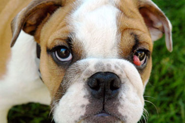 how serious is cherry eye in dogs
