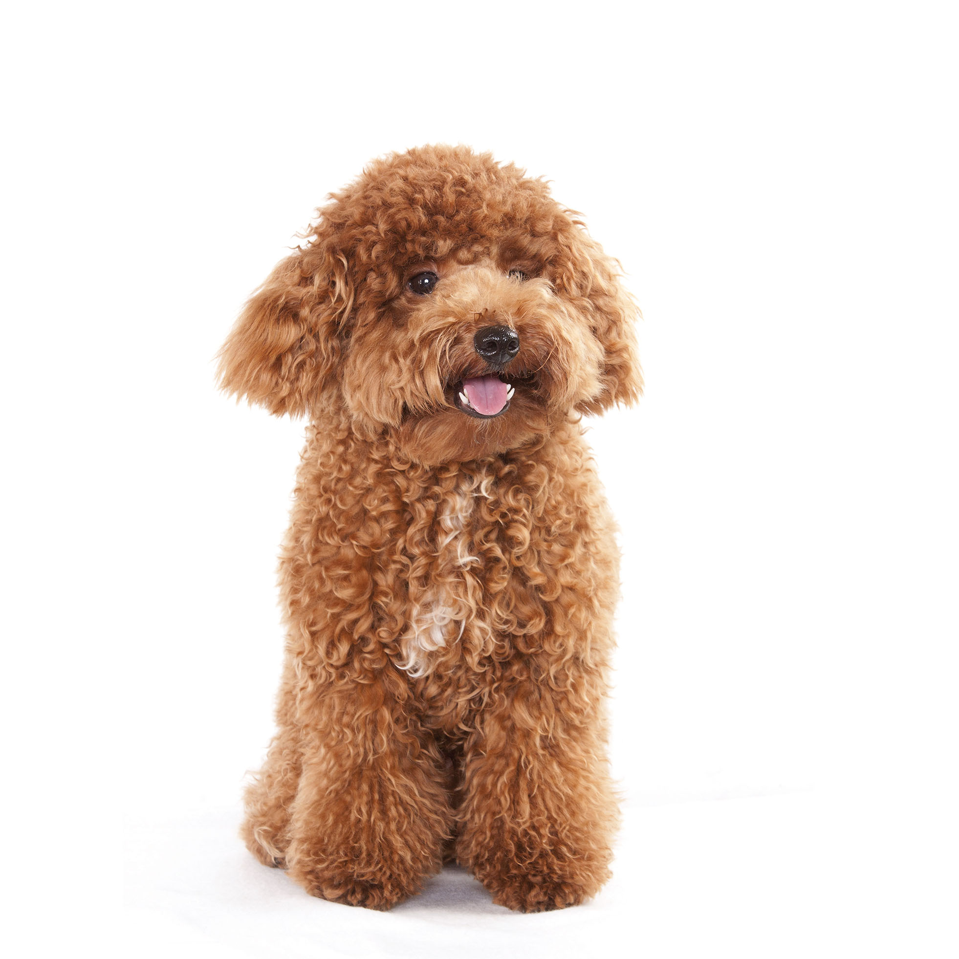 are poodles smelly dogs