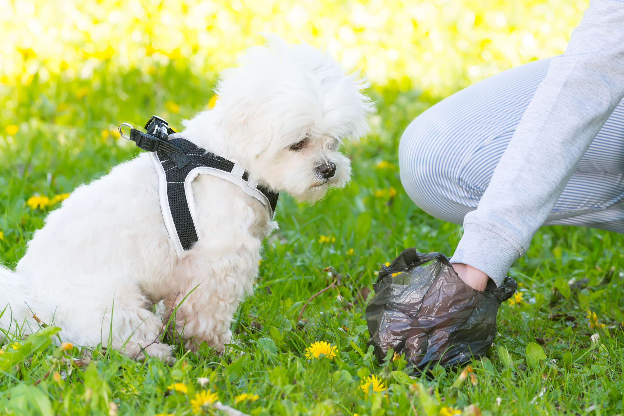 what colour should a dogs poop be