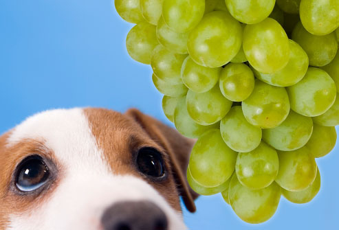 do dogs die from grapes