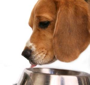 how much water should a 9 pound dog drink per day