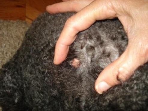 What You Need To Know About Canine Warts Pets Magazine