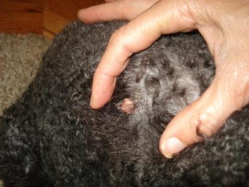 what do cancerous warts on dogs look like