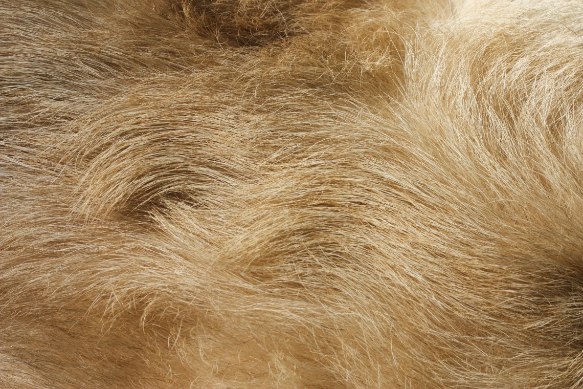 what is dog hair called