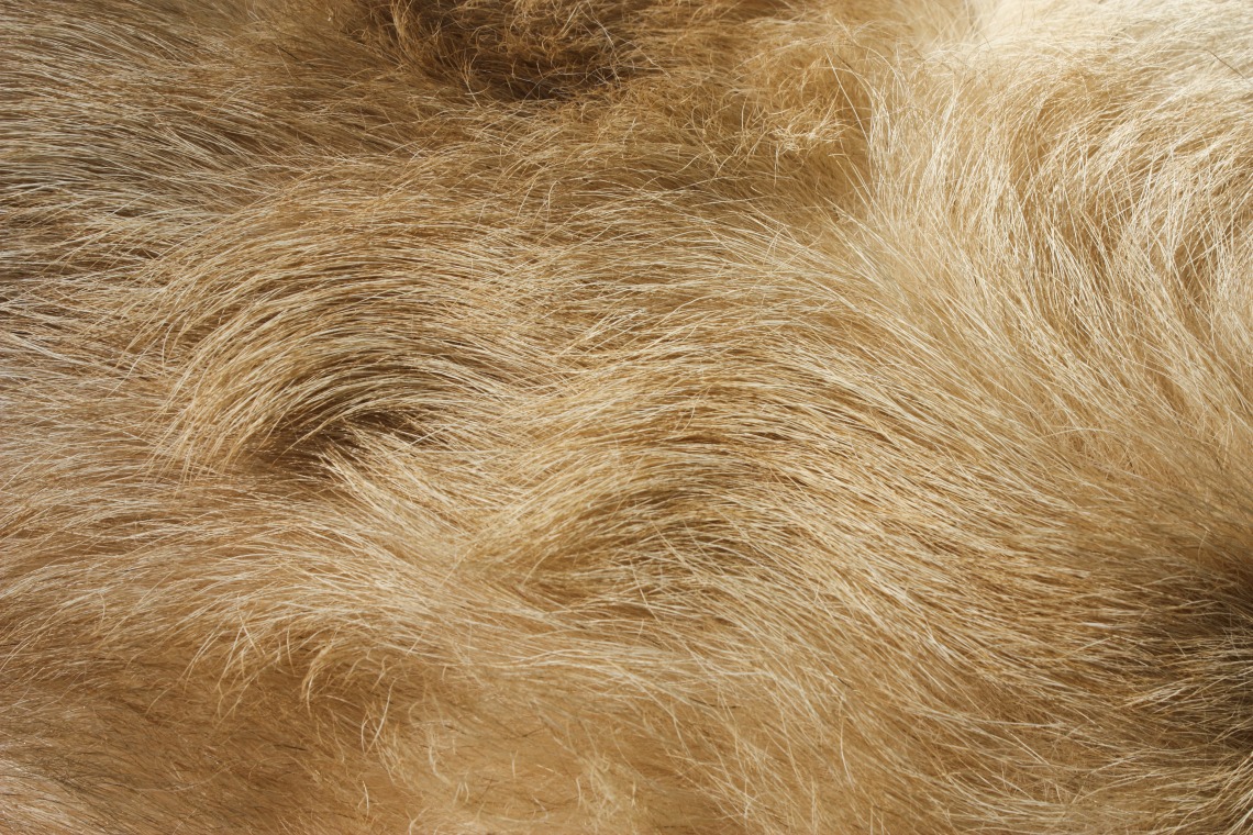 what is the difference between fur and hair on dogs