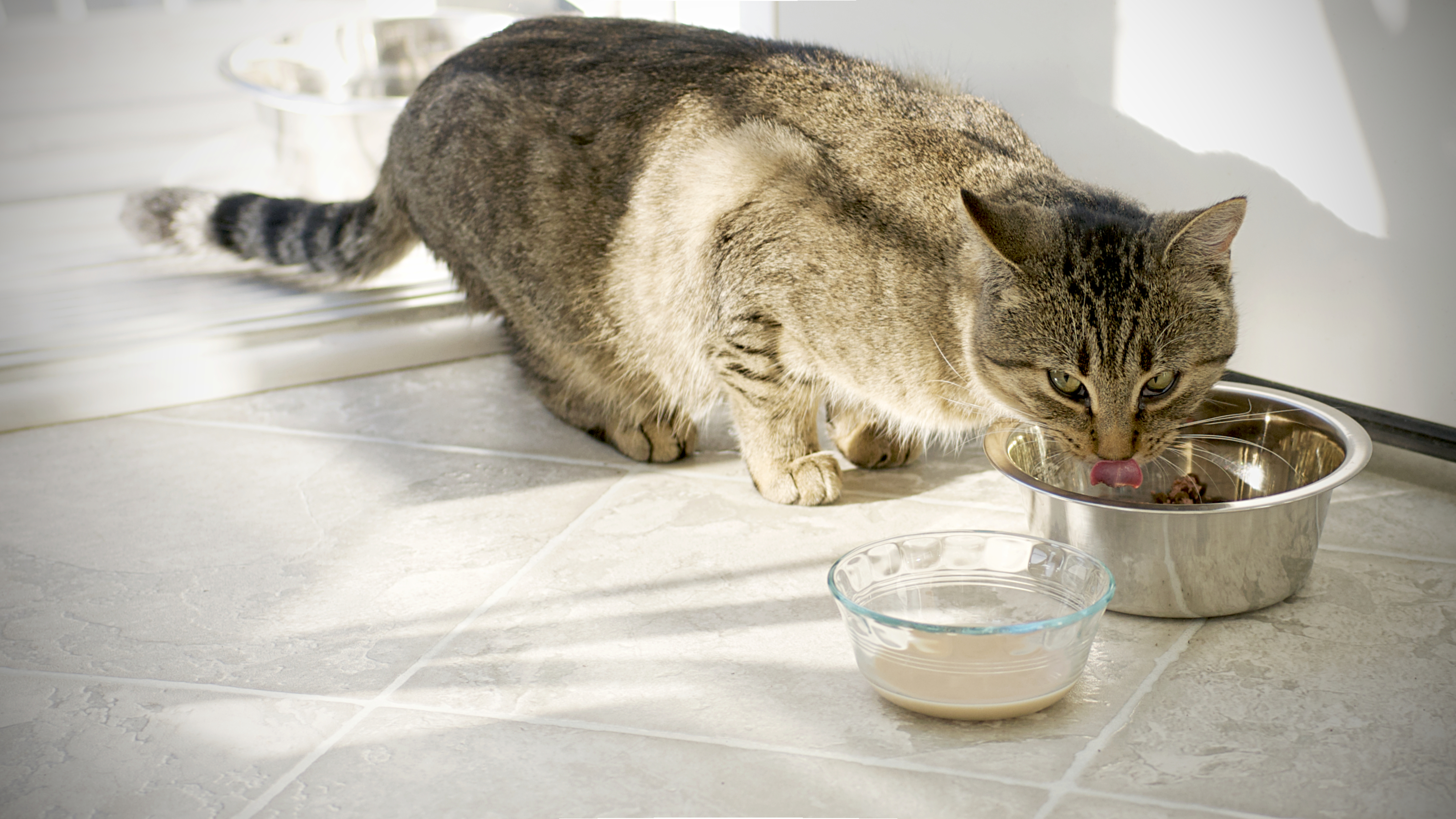 is it safe to give cats nutritional yeast