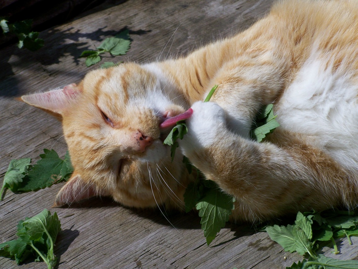 cat crazy catnip