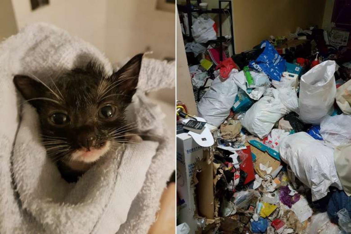 Recent cat hoarding cases in Singapore | Pets Magazine Recent cat hoarding cases in Singapore | Pets Magazine