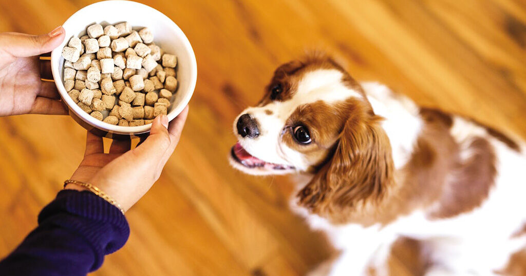 raw diet for dogs with ibd