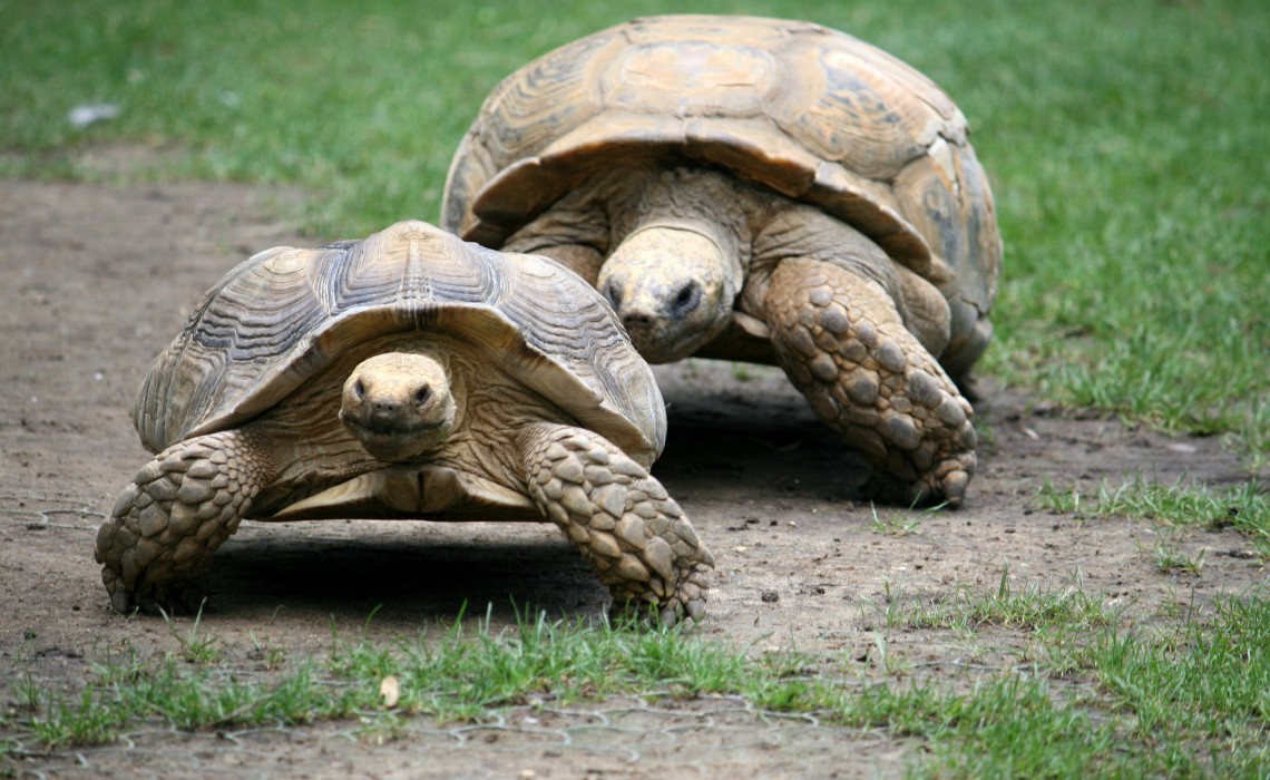 Две черепахи ползут