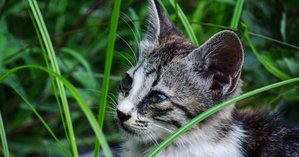 Why Do Cats Eat Grass? | Pets Magazine
