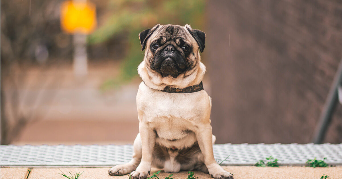 Pugs are not your typical dogs | Pets Magazine
