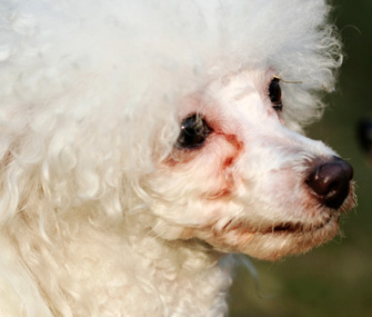 how to clean tear stains on poodles