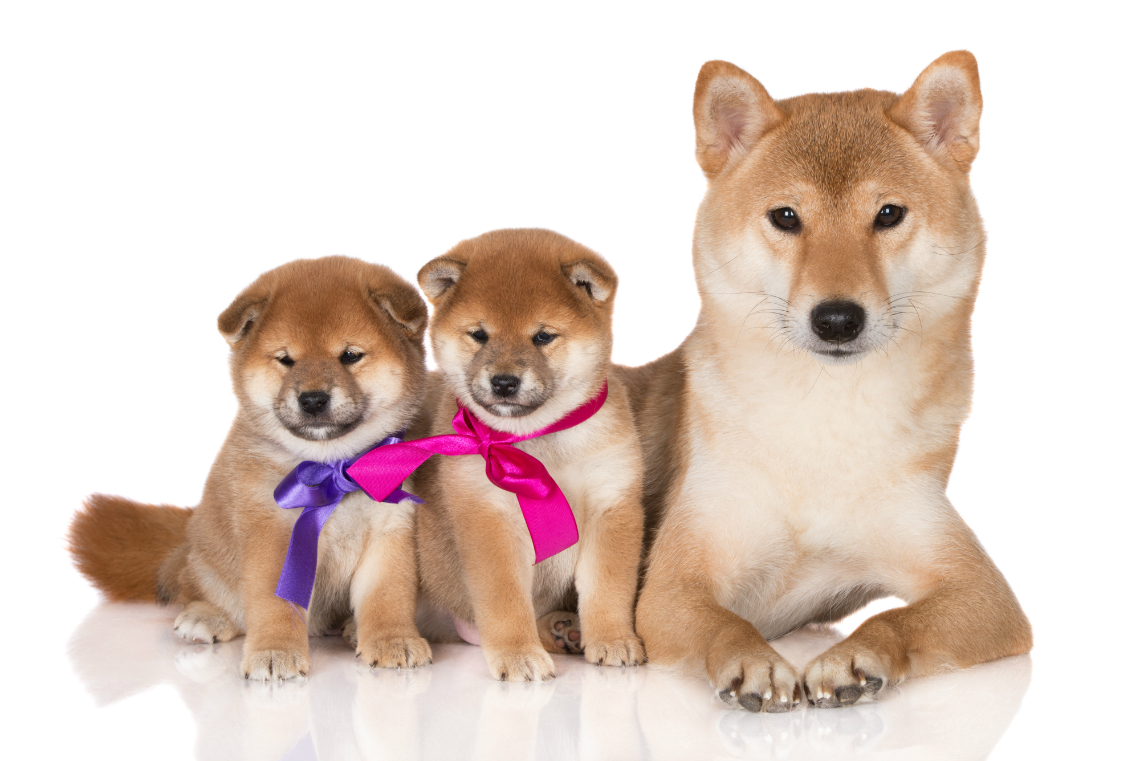 how much do dogs cost in japan