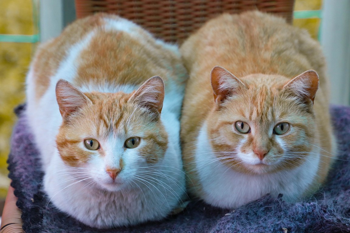 5 Ways To Introduce A New Cat To Your One-Cat Household | Pets Magazine